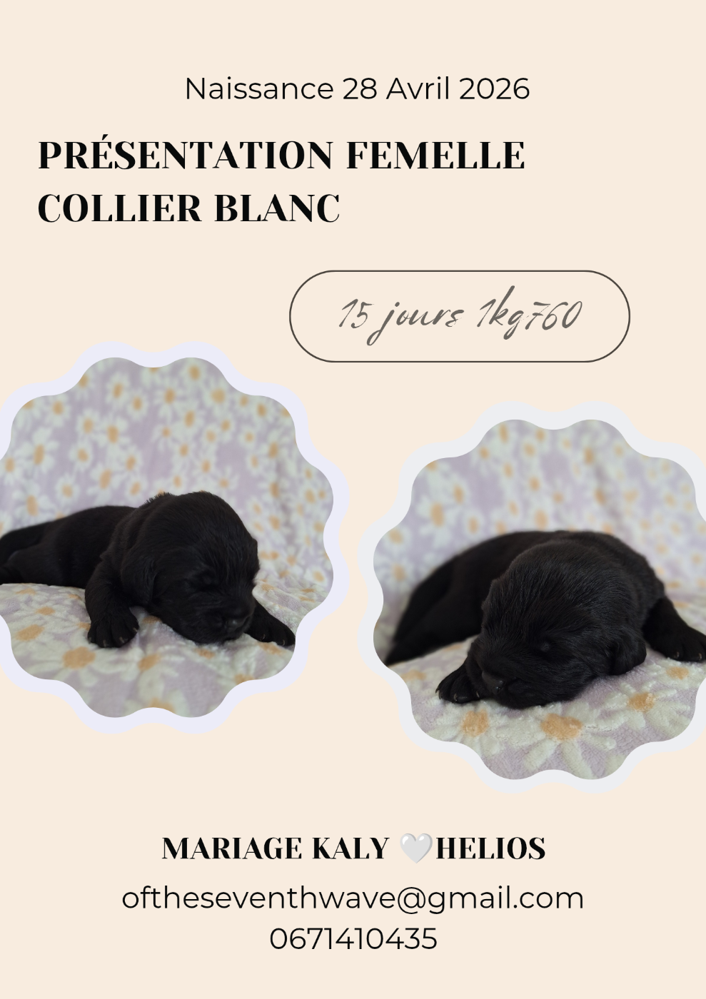 Blanchounette
