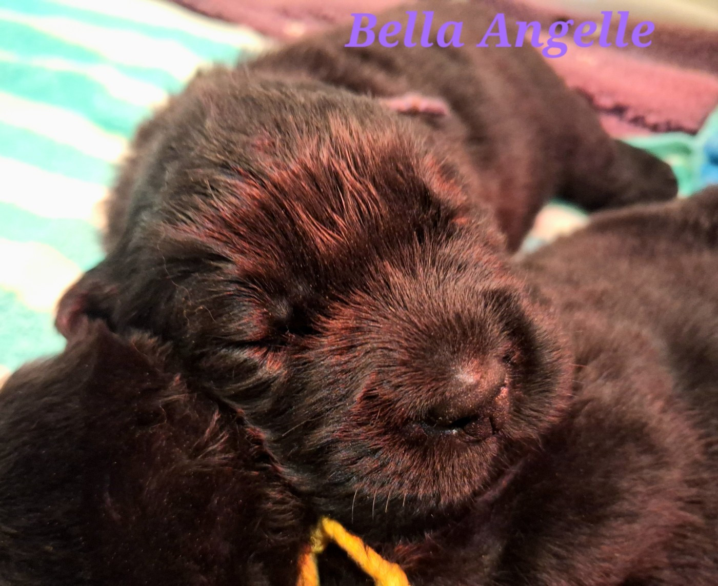 Bella Angel