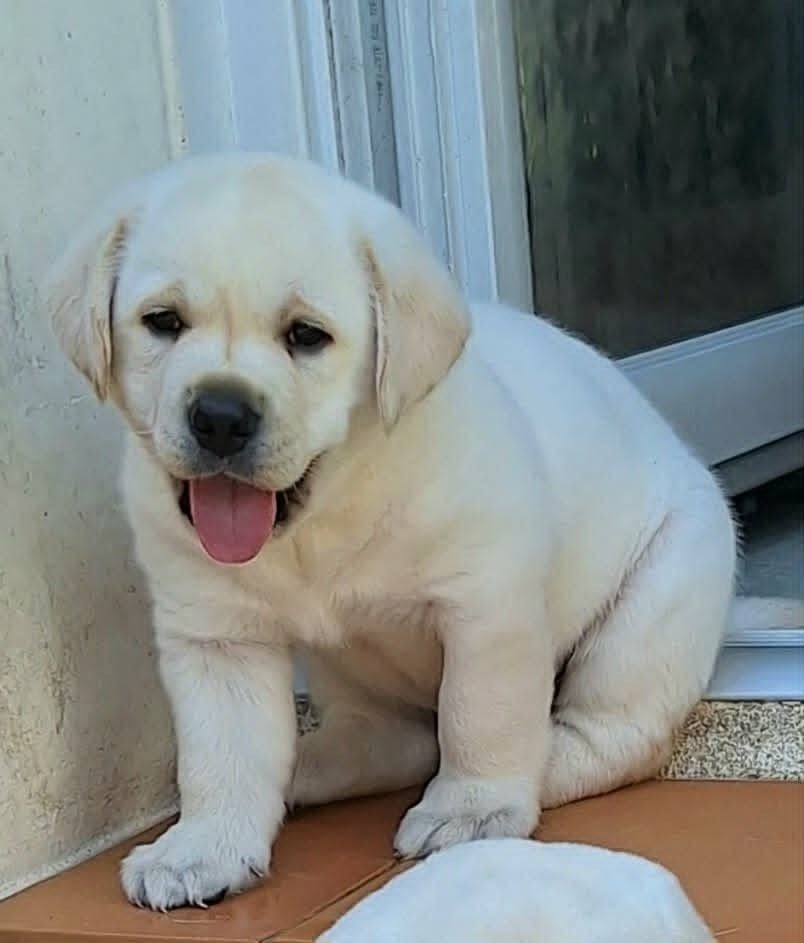 Bardy
