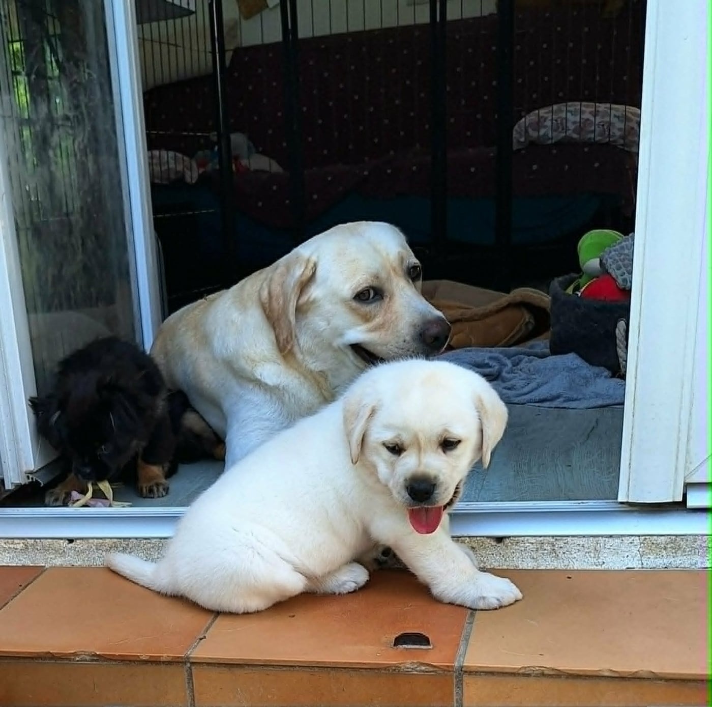 Bardy
