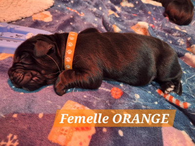 Les chiots de Terre-neuve