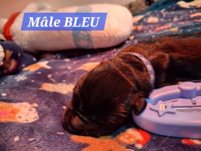 Les chiots de Terre-neuve