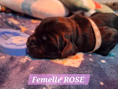 Les chiots de Terre-neuve