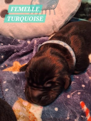 Les chiots de Terre-neuve