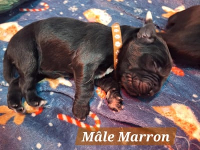 Les chiots de Terre-neuve