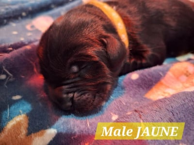 Les chiots de Terre-neuve