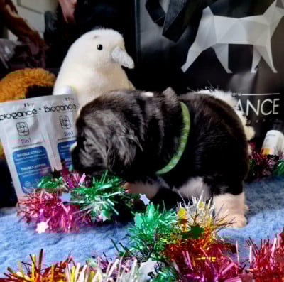 Les chiots de Terre-neuve