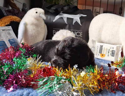 Les chiots de Terre-neuve