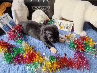 Les chiots de Terre-neuve