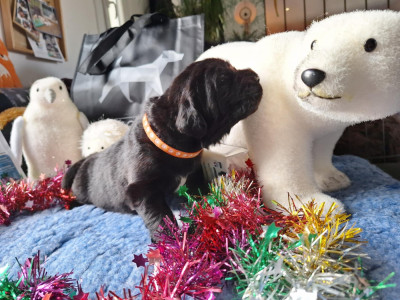 Les chiots de Terre-neuve