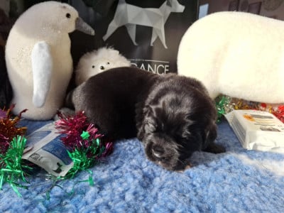 Les chiots de Terre-neuve