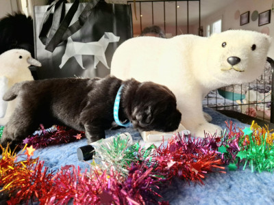 Les chiots de Terre-neuve