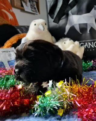 Les chiots de Terre-neuve