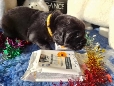 Les chiots de Terre-neuve