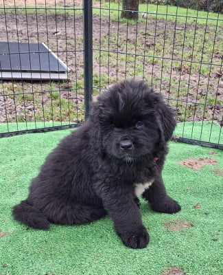 Les chiots de Terre-neuve