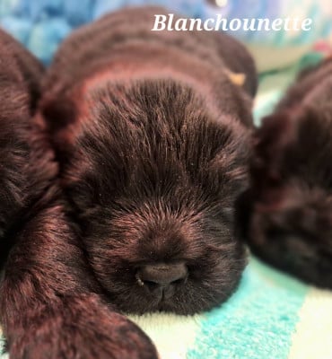 Les chiots de Terre-neuve