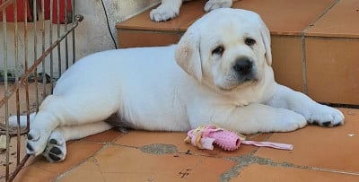 Les chiots de Labrador Retriever
