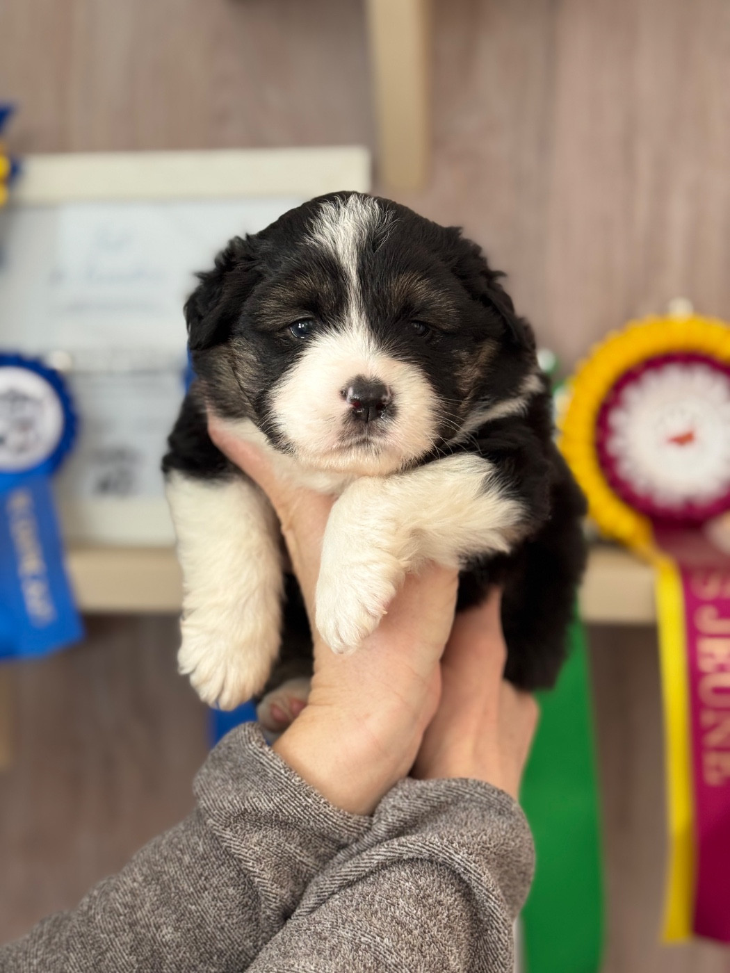 ALFA Blue de saphir et d oneill