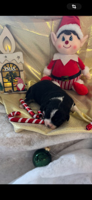 Les chiots de Berger Américain Miniature 