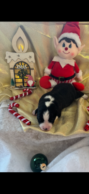 Les chiots de Berger Américain Miniature 