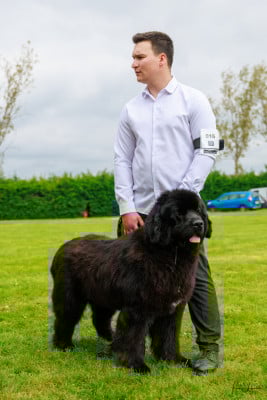 Du Domaine Des Ours Noirs