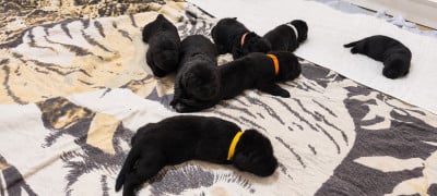 Les chiots de Terre-neuve