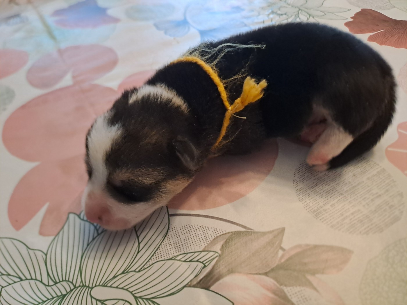 Collier jaune - Welsh Corgi Pembroke