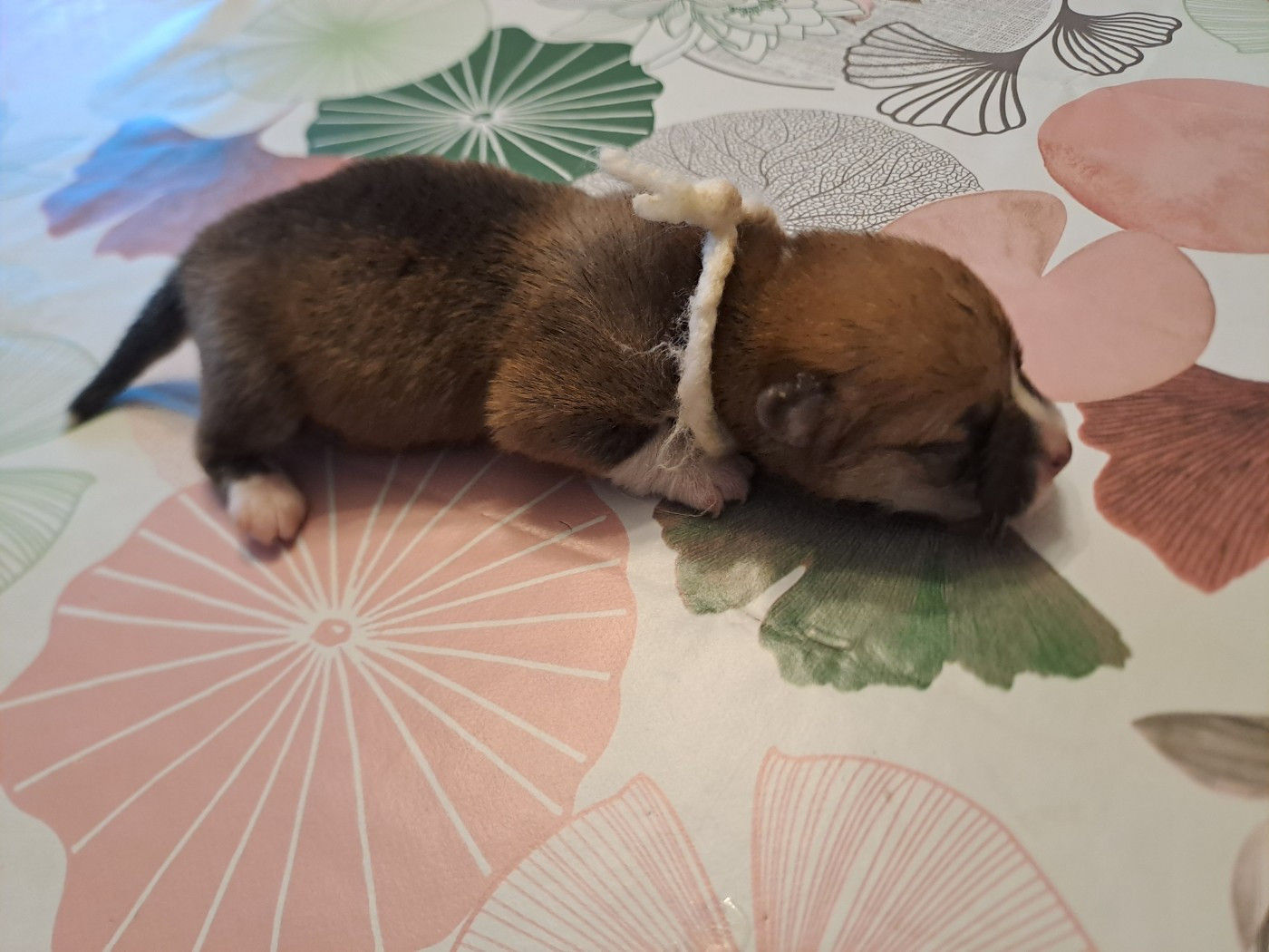 Collier blanc - Welsh Corgi Pembroke