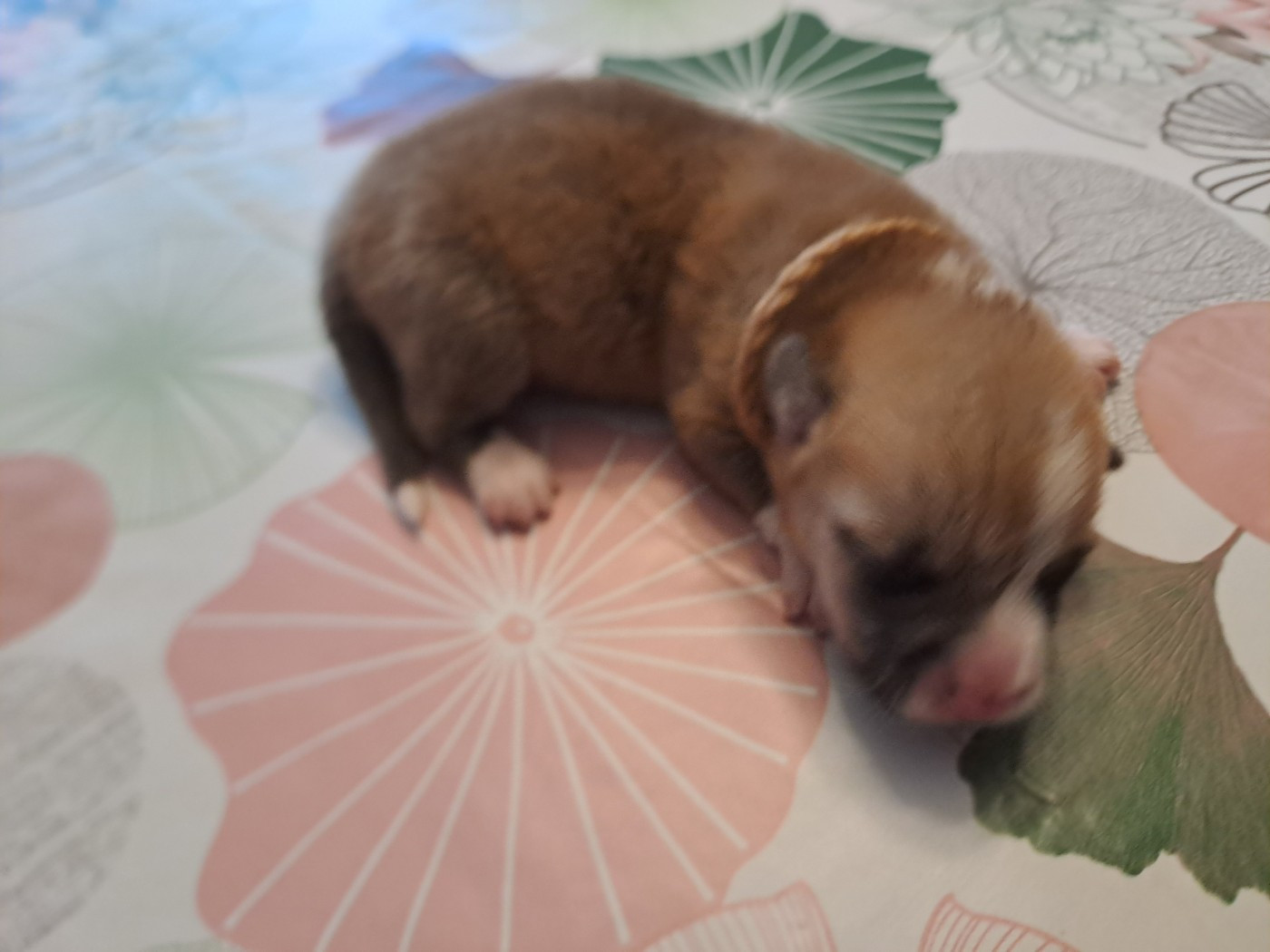 Collier marron - Welsh Corgi Pembroke