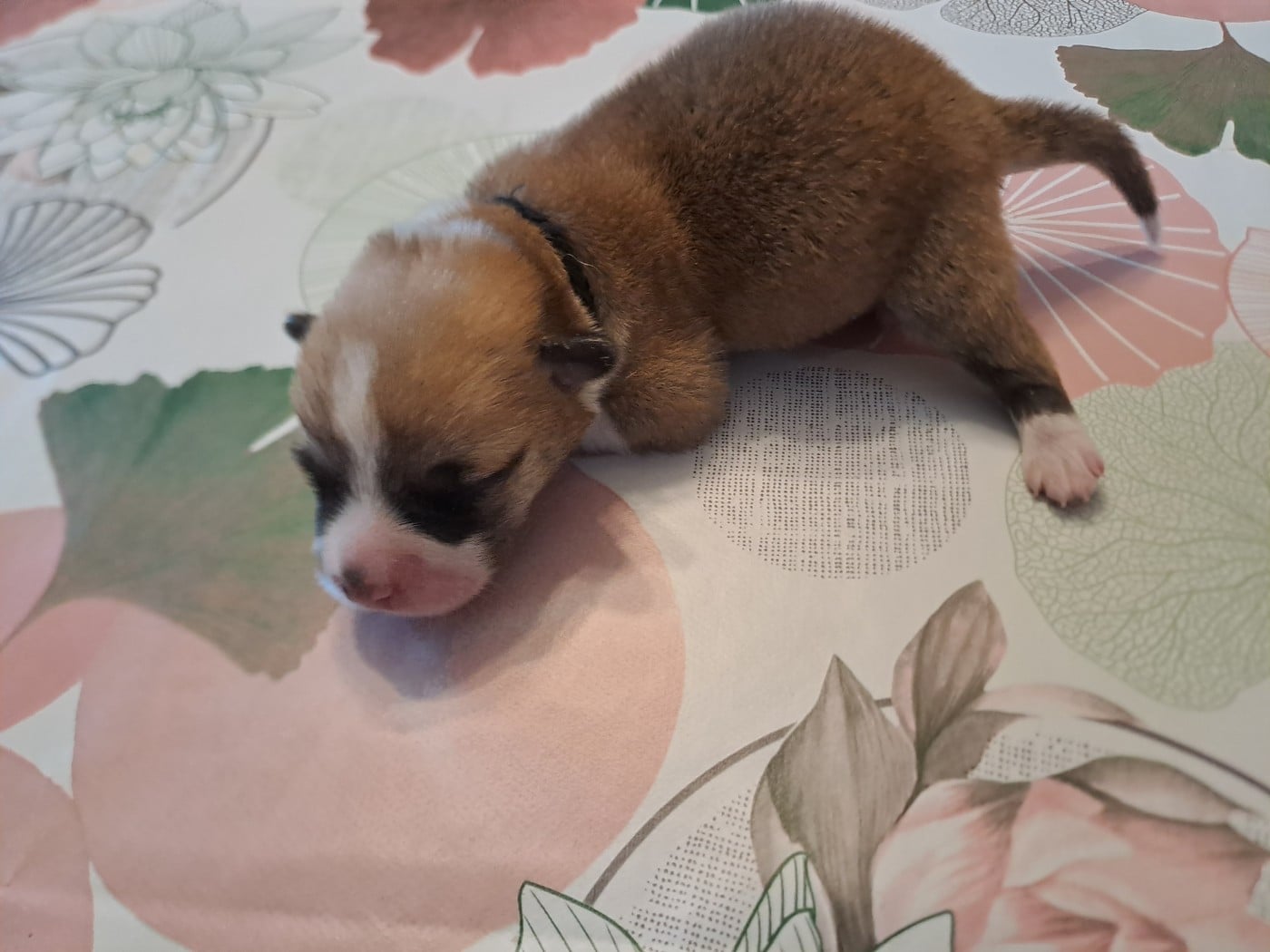 Collier noir - Welsh Corgi Pembroke