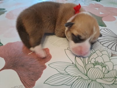 Les chiots de Welsh Corgi Pembroke