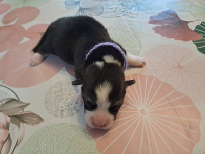 Les chiots de Welsh Corgi Pembroke