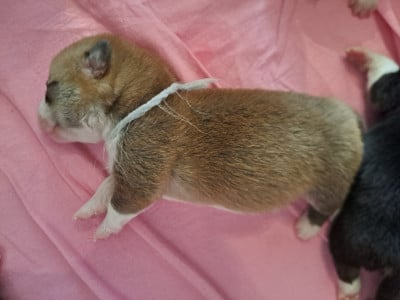 Les chiots de Welsh Corgi Pembroke