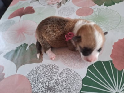 Les chiots de Welsh Corgi Pembroke