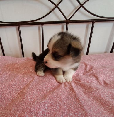Les chiots de Welsh Corgi Pembroke