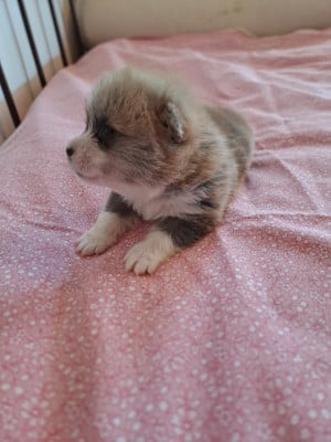 Les chiots de Welsh Corgi Pembroke