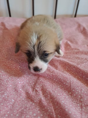 Les chiots de Welsh Corgi Pembroke