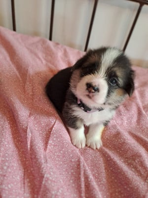Les chiots de Welsh Corgi Pembroke