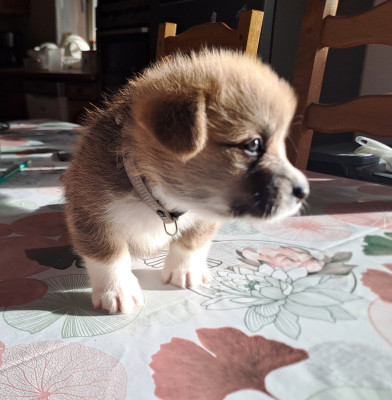 Les chiots de Welsh Corgi Pembroke