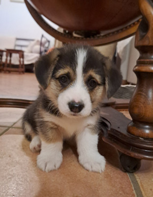 Les chiots de Welsh Corgi Pembroke