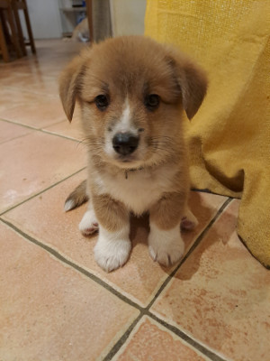 Les chiots de Welsh Corgi Pembroke