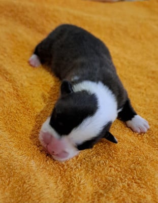 Les chiots de Welsh Corgi Cardigan