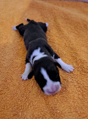 Les chiots de Welsh Corgi Cardigan