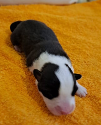 Les chiots de Welsh Corgi Cardigan