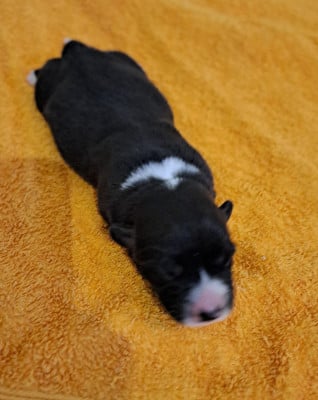 Les chiots de Welsh Corgi Cardigan