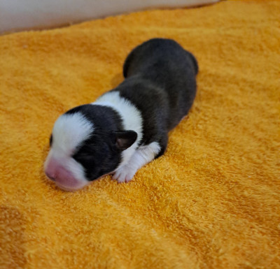 Les chiots de Welsh Corgi Cardigan
