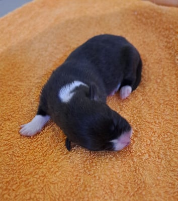 Les chiots de Welsh Corgi Cardigan