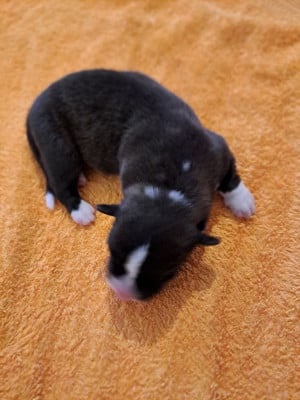 Les chiots de Welsh Corgi Cardigan