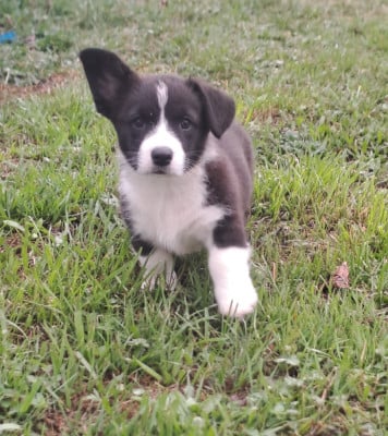 Les chiots de Welsh Corgi Cardigan