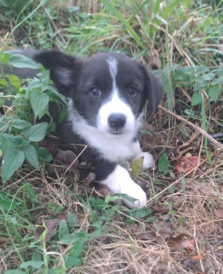 Les chiots de Welsh Corgi Cardigan